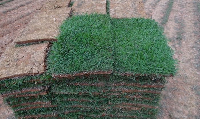 Plantio dos Tapetes de Grama