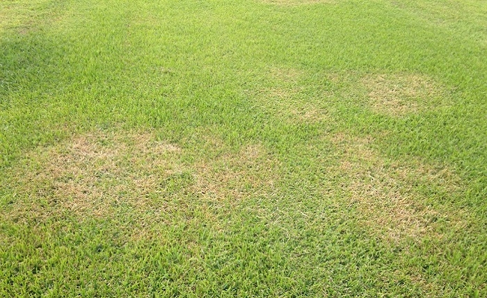 Pragas, Doenças e Ervas Daninhas